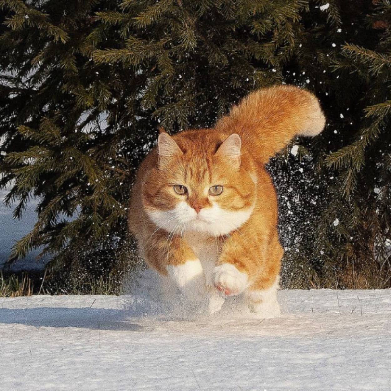 寒さ知らず、ロシアの猫の日常