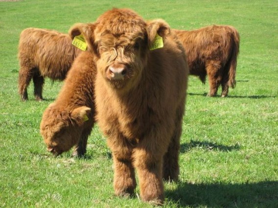 かわいすぎて牛肉が食べられなくなりそう 心を溶かす もふもふ牛 カラパイア