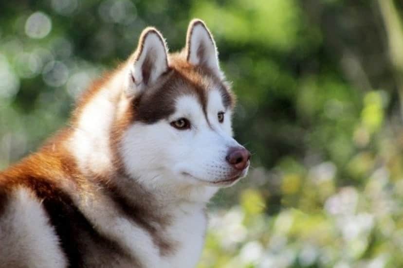 siberian-husky-4565849_640_e