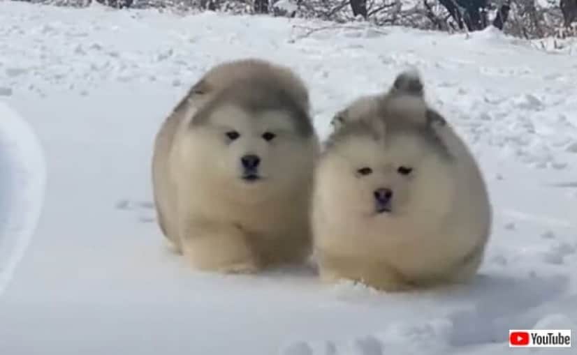 雪の中を駆ける毛玉たち マラミュートの子犬がコロコロ走る風景をとことん満喫する動画 カラパイア 雪の中を駆ける毛玉たち マラミュートの子犬がコロコロ走る風景をとことん満喫する動画 カラパイア