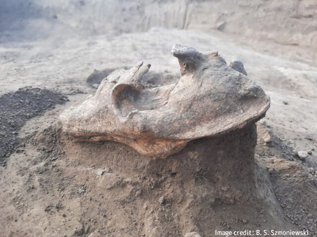 墓泥棒が死者の呪いを防ぐため古代の墓に置いたオオカミの頭蓋骨（ルーマニア）