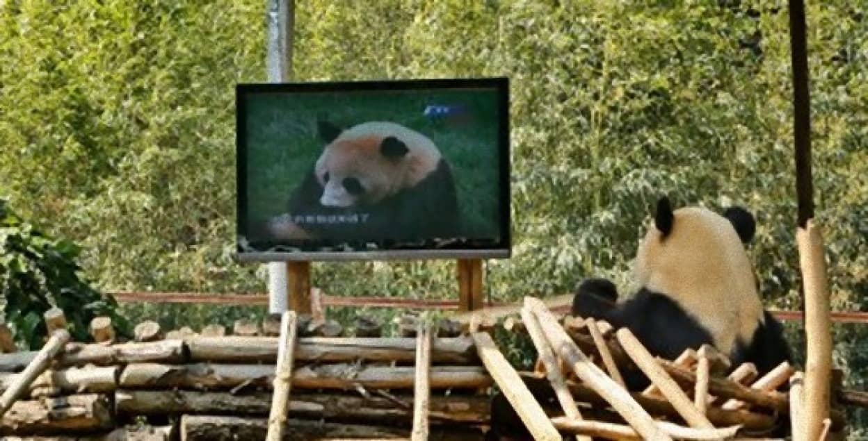 ぼっちのパンダが寂しくてうつ状態に テレビとぬいぐるみを与えて回復願う 中国 カラパイア ぼっちのパンダが寂しくてうつ状態に テレビとぬいぐるみを与えて回復願う 中国 カラパイア