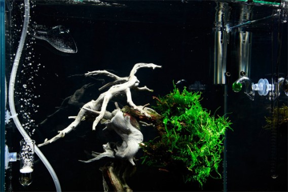bonsai-2_e