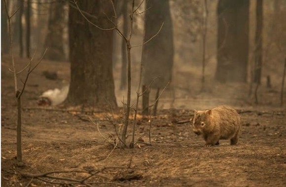 オーストラリアのウォンバット、過去の山火事で行き場をなくした動物たちに巣穴を貸してあげていた！？