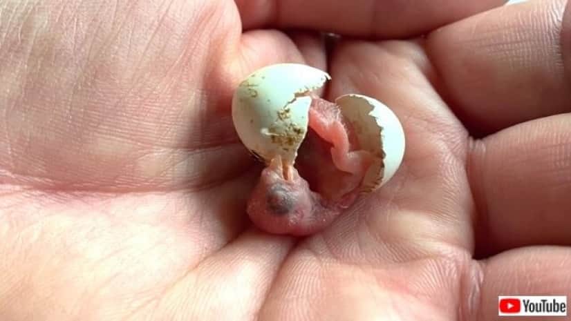 parrotegg4_640