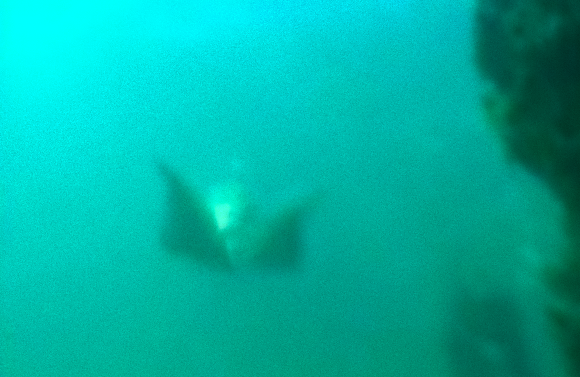 もしかして人魚はん グレート バリア リーフで水中を優雅に泳ぐ人魚らしき姿がとらえられていた件 オーストラリア カラパイア