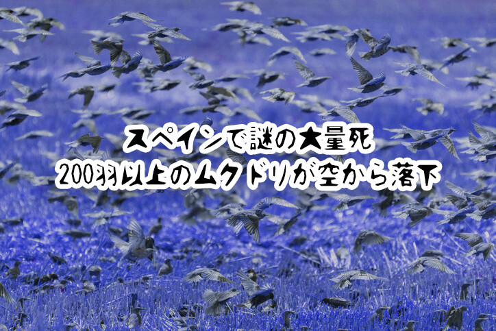 謎の大量死。二百羽ものムクドリが、雨のように空から降って来る