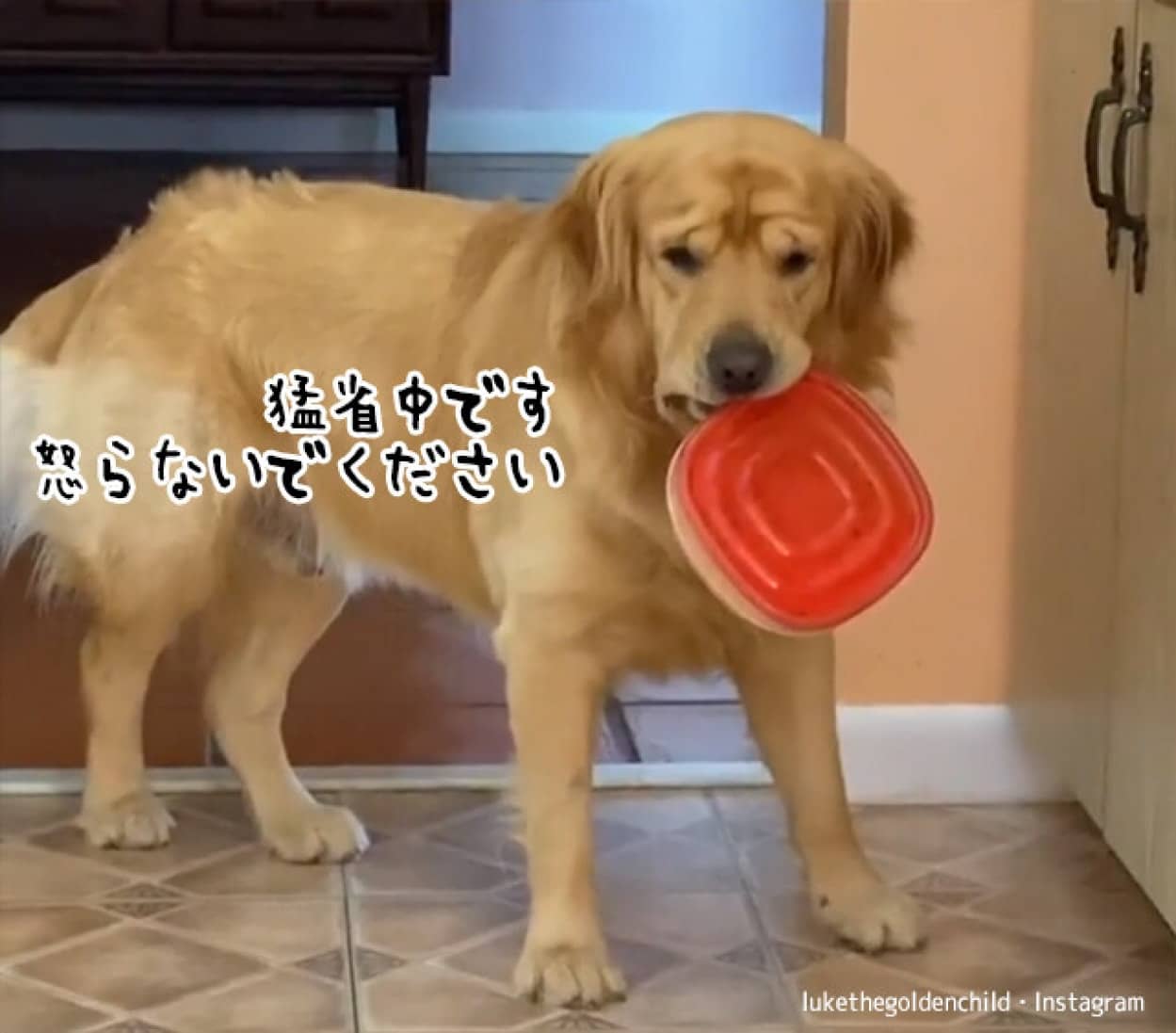 盗み食い常習犯の犬