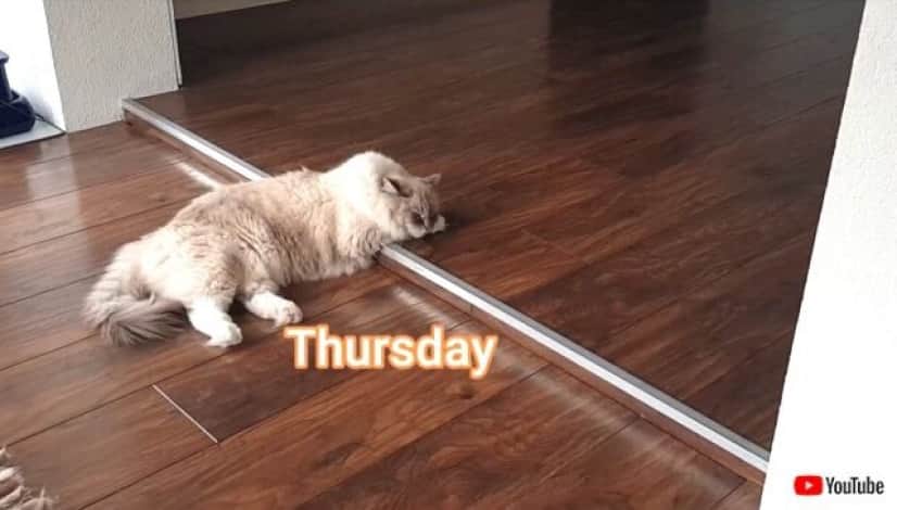 ragdollcat4_640