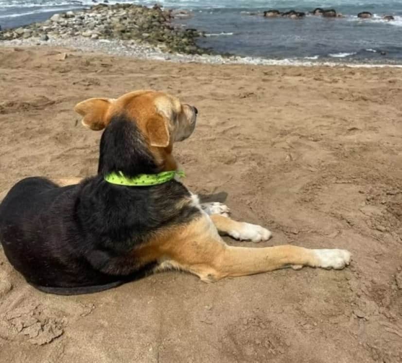 dog1_e