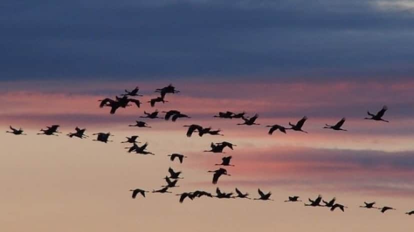 cranes-1622538_640_e