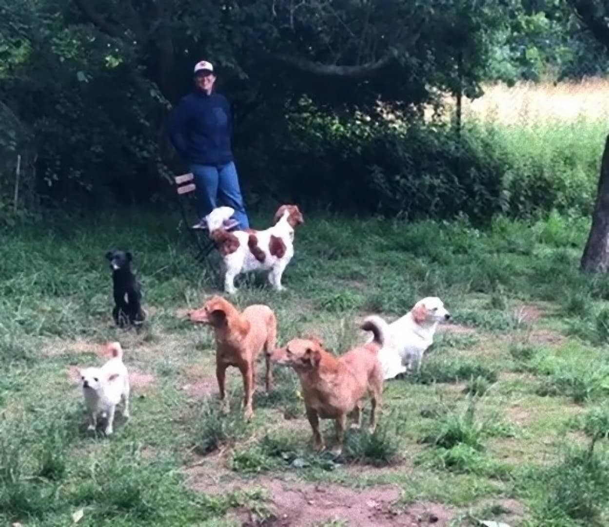 内向的な犬の為のイベント