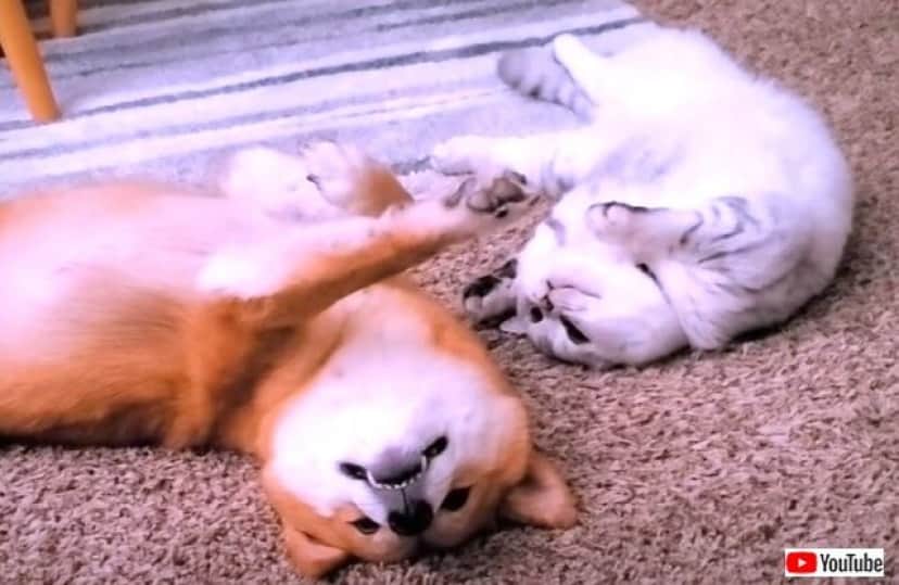 ある日柴犬と猫が出会った キミは誰 ボクと友だちになってくれる そしてふたりは親友になった カラパイア