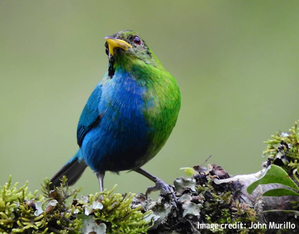 半分青で半分緑。半分オスで半分メス。珍しくて美しい雌雄モザイクの鳥が発見される