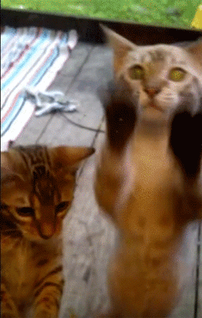 入れてくれにゃん ベンガルの子猫2匹がガラスのドアをしゃこしゃこ競演中 カラパイア 入れてくれにゃん ベンガルの子猫2匹がガラスのドアをしゃこしゃこ競演中 カラパイア