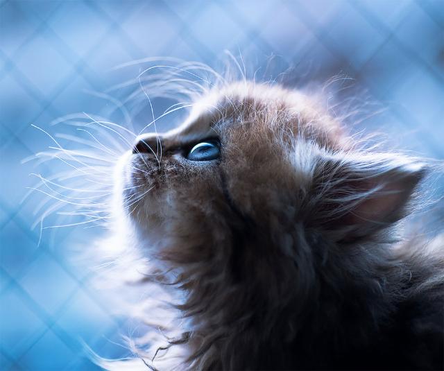 クール ビューティー 世界一の美猫 と話題のデイジーさんの画像集を見て みんなでとろけよう カラパイア クール ビューティー 世界一の美猫 と話題のデイジーさんの画像集を見て みんなでとろけよう カラパイア