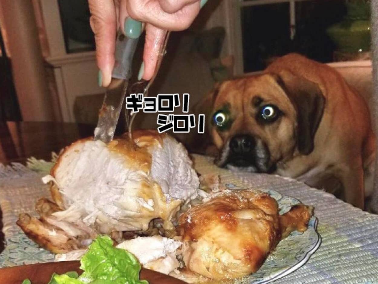 ガン見ってこういうこと 犬たちが食べ物を見つめる目つきが食いしん坊ワンザイ カラパイア ガン見ってこういうこと 犬たちが食べ物を見つめる目つきが食いしん坊ワンザイ カラパイア