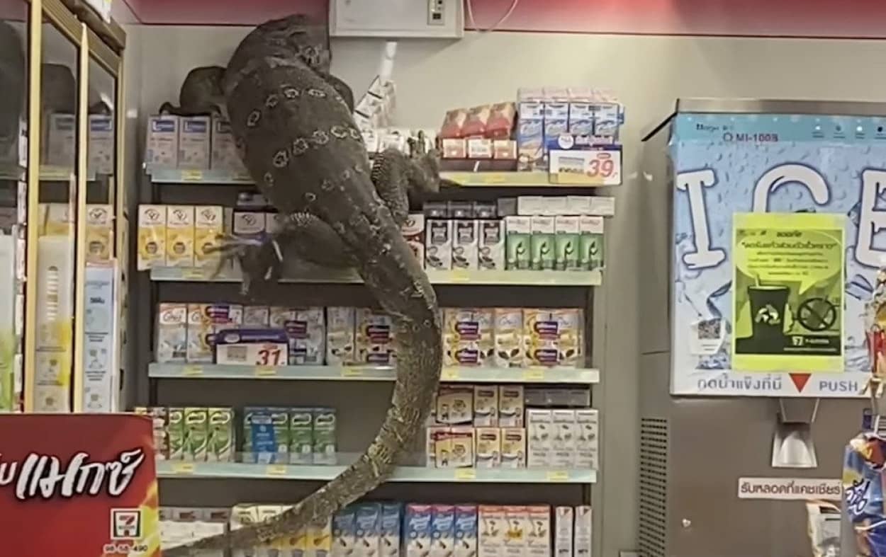 コンビニで巨大オオトカゲと遭遇!
