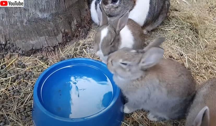 ドナルドダックに似てる ウサギのかわいいくしゃみの音を聞いてみよう 要音声 カラパイア