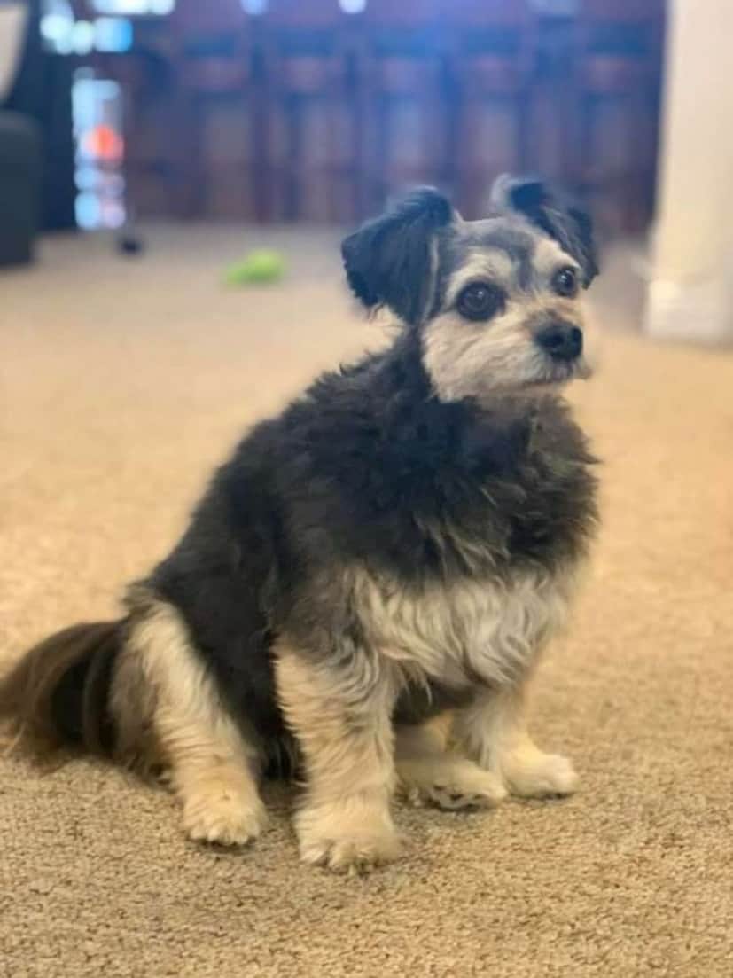 doggo3_e