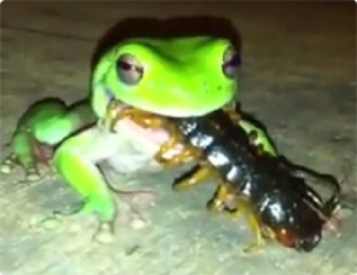 動画 始まりはレイニーブルー イエアメガエルvs巨大ムカデ カラパイア 動画 始まりはレイニーブルー イエアメガエルvs巨大ムカデ カラパイア