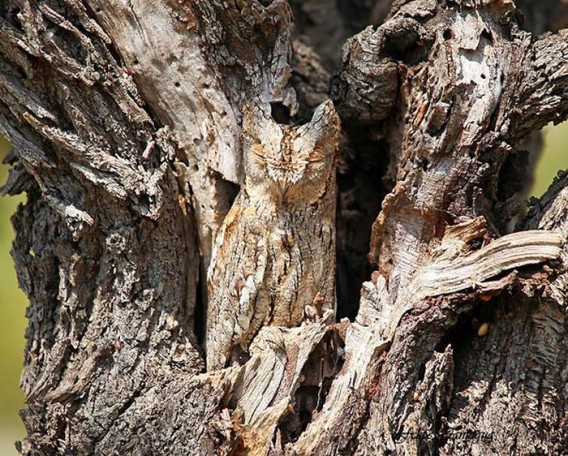 camouflaged_owls_02_e