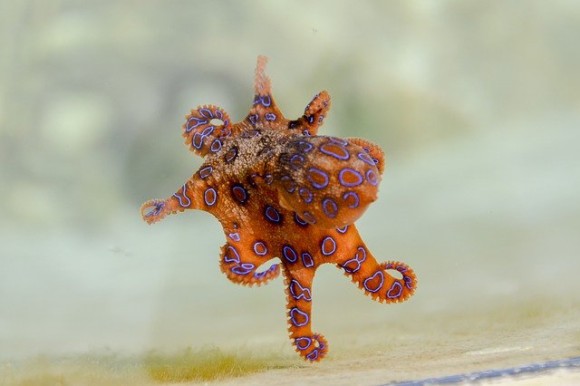 blue-ringed-octopus-2414408_640_e