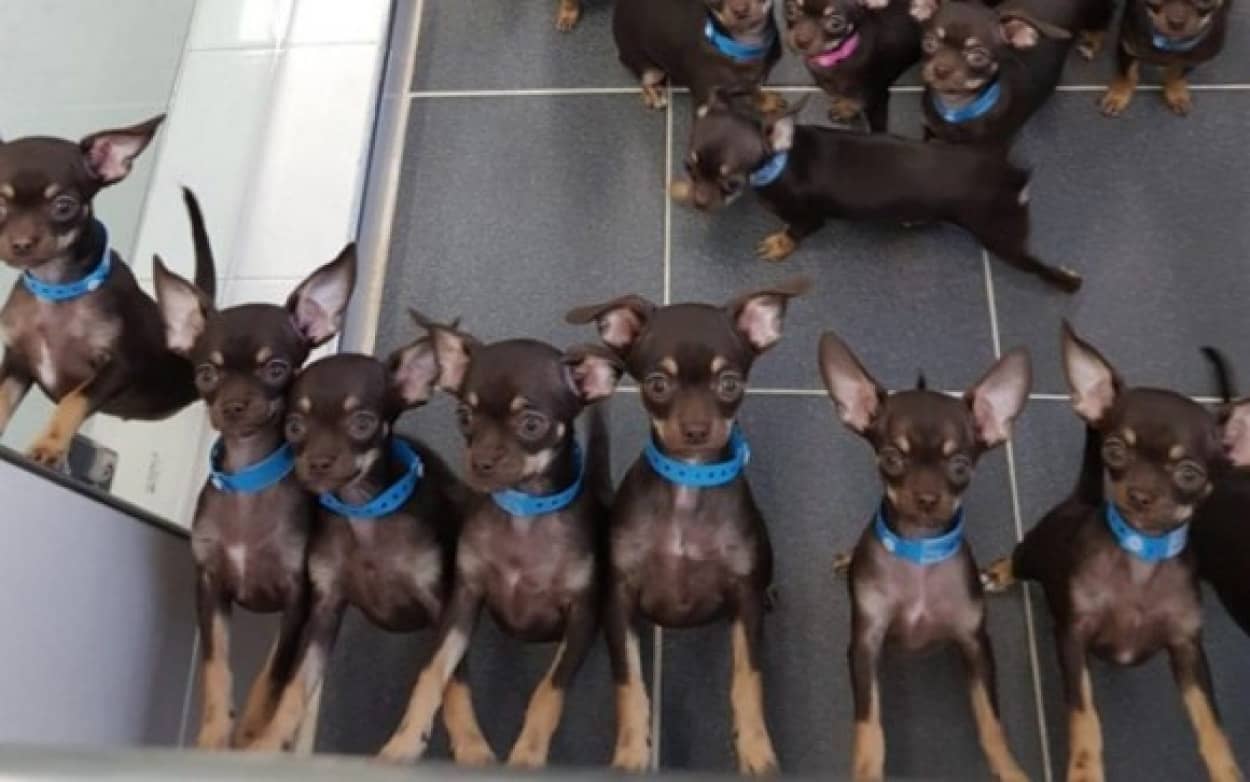 その数なんと49匹 世界で最もクローン化された世界最小のチワワ犬 カラパイア その数なんと49匹 世界で最もクローン化された世界最小のチワワ犬 カラパイア