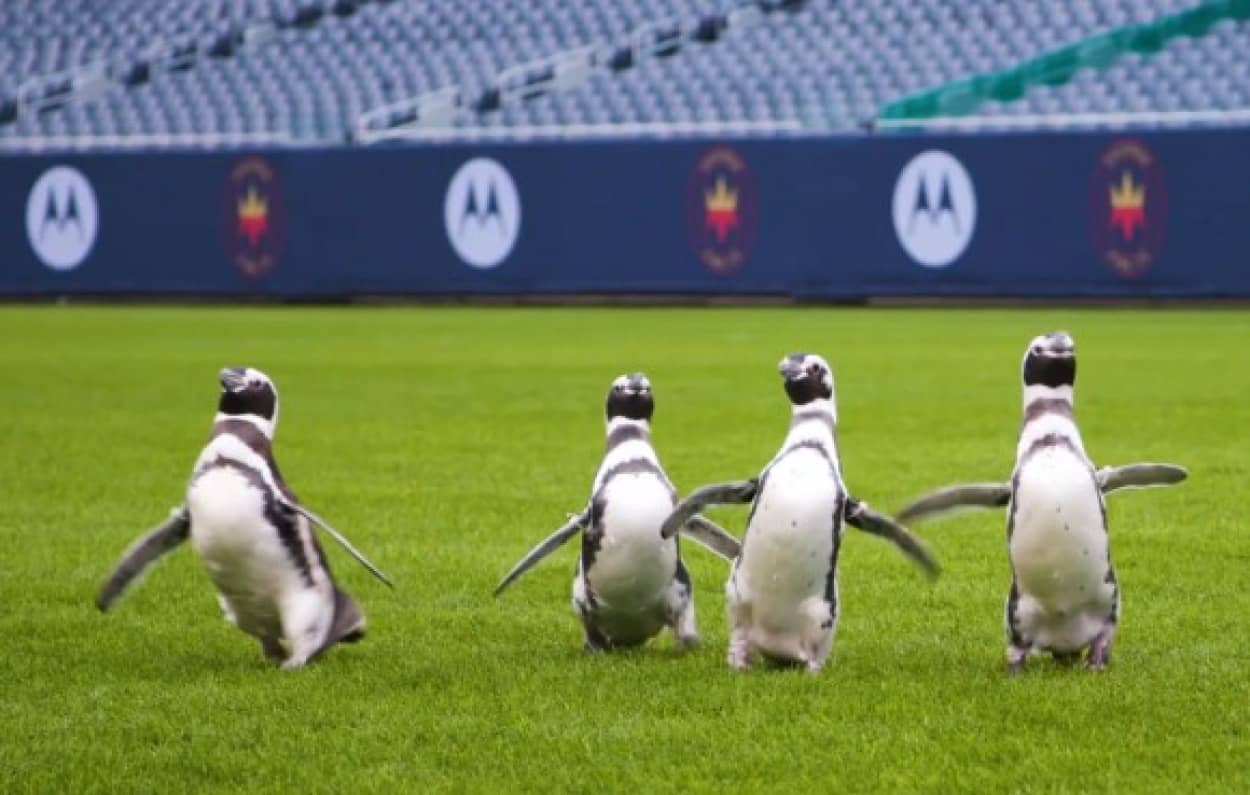 ペンギンの遠足コースはフットボールスタジアム