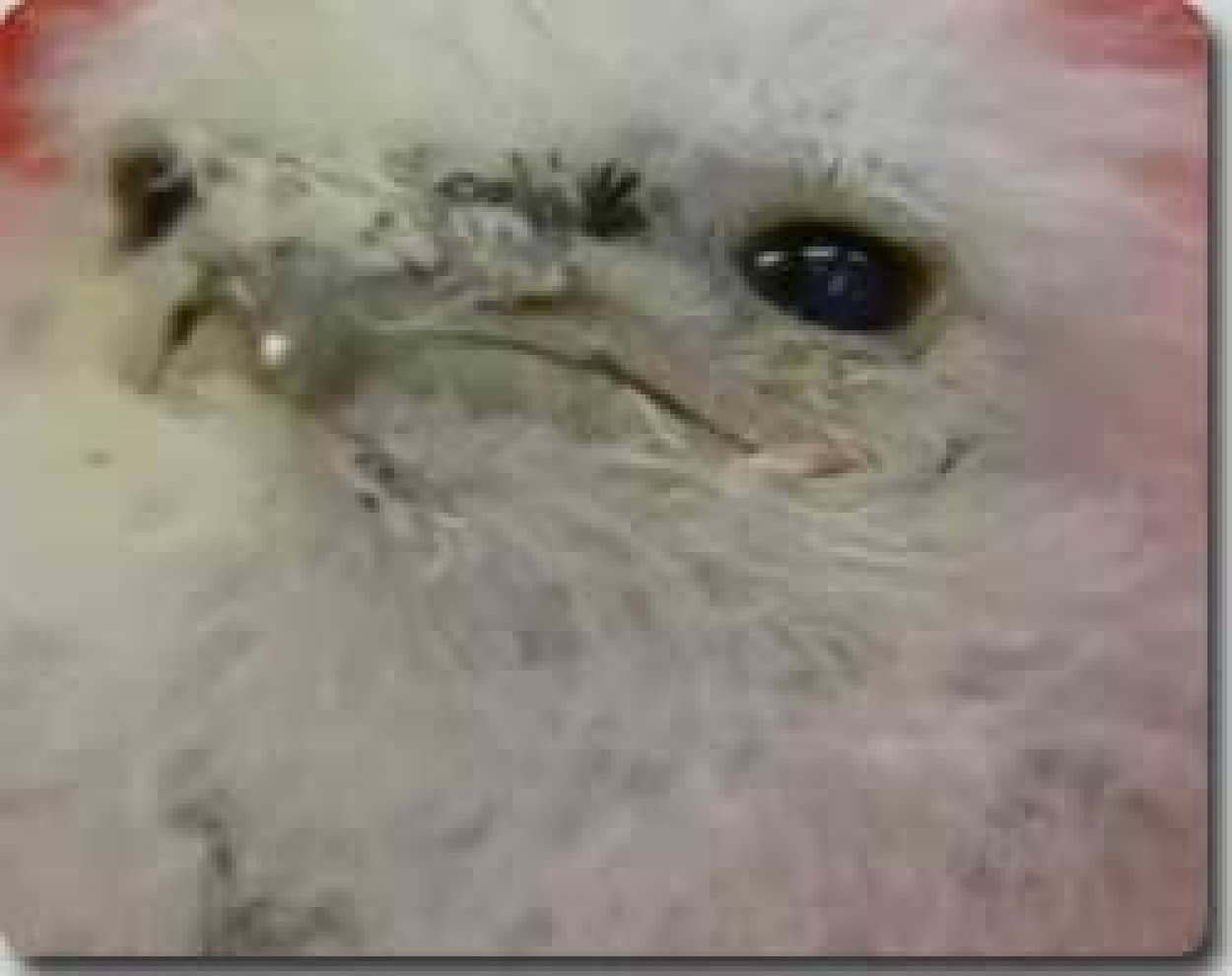 生まれたて ガマグチヨタカの赤さん カラパイア