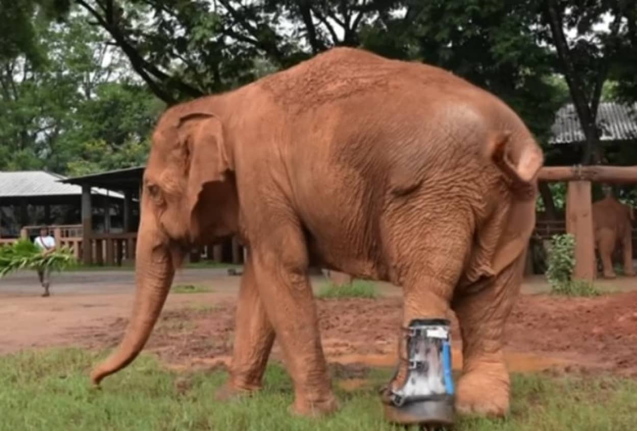 義足で歩けるようになった象