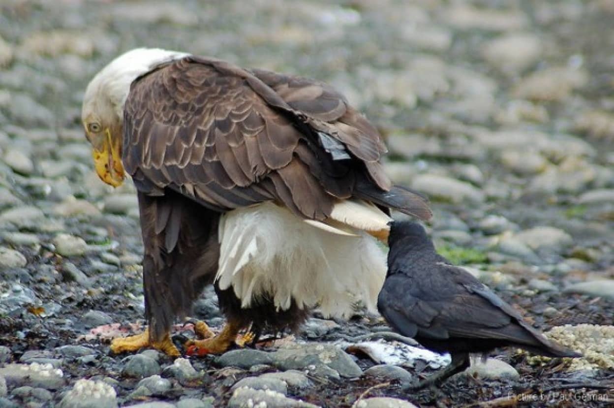 どんな動物でもカラス族にはかなわない いきなり尻尾を引っ張られて弄ばれる動物たちの画像 カラパイア