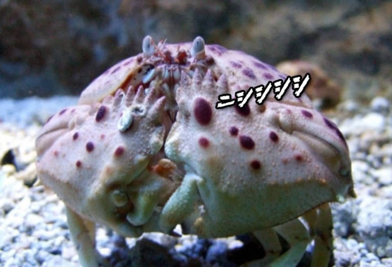 乙女の恥じらいポーズが魅力のカニ マルソデカラッパたんのお食事シーン カラパイア