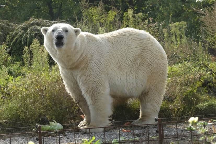 polar-bear-6664808_640