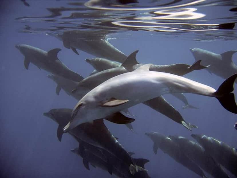 dolphins-gb679c00c3_640