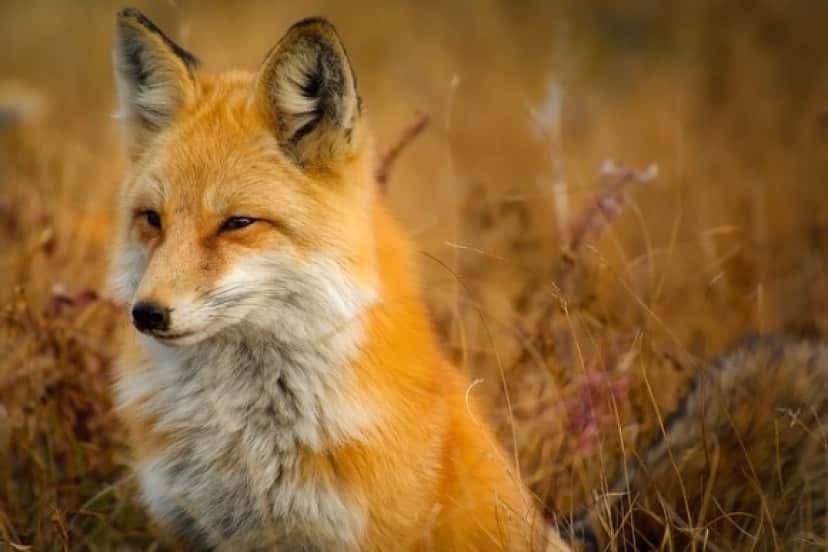 fox-1883658_640_e