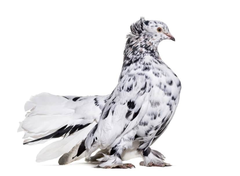 iStock-944108098