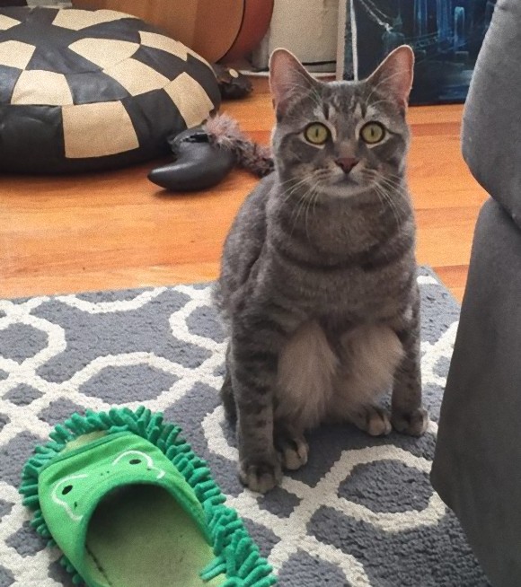 猫のお座りが完璧すぎた 膝を抱え体育座りをする猫のウィルバー カラパイア