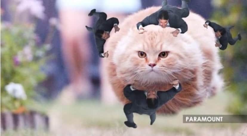 cat_e