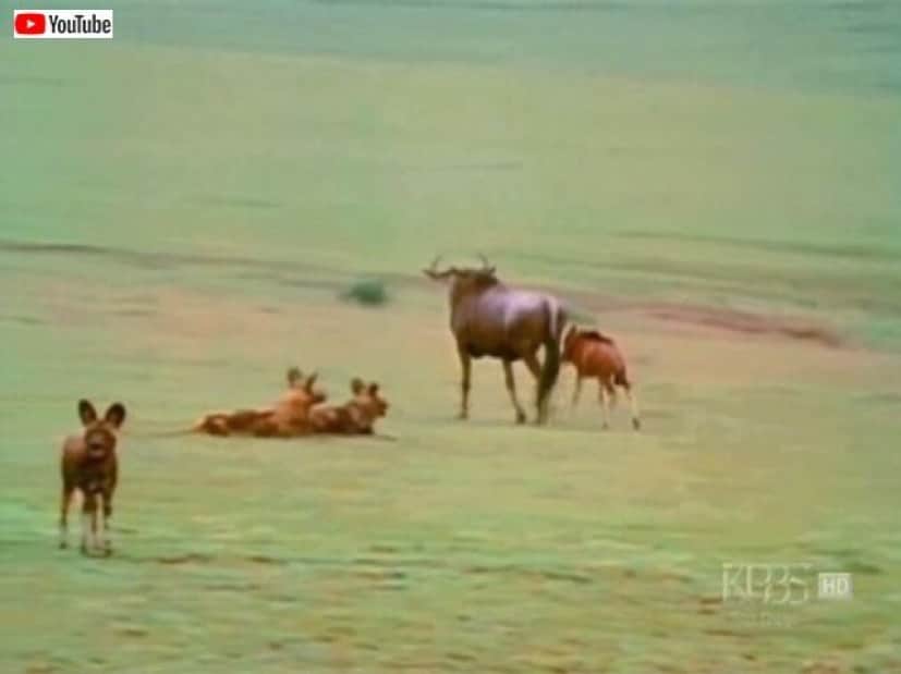 wildebeestmom7_640