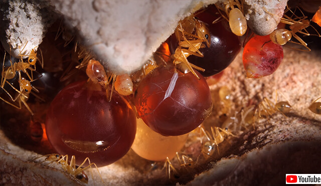 お腹に蜜をたっぷり溜め込み食料貯蔵庫代わりになる砂漠のアリ