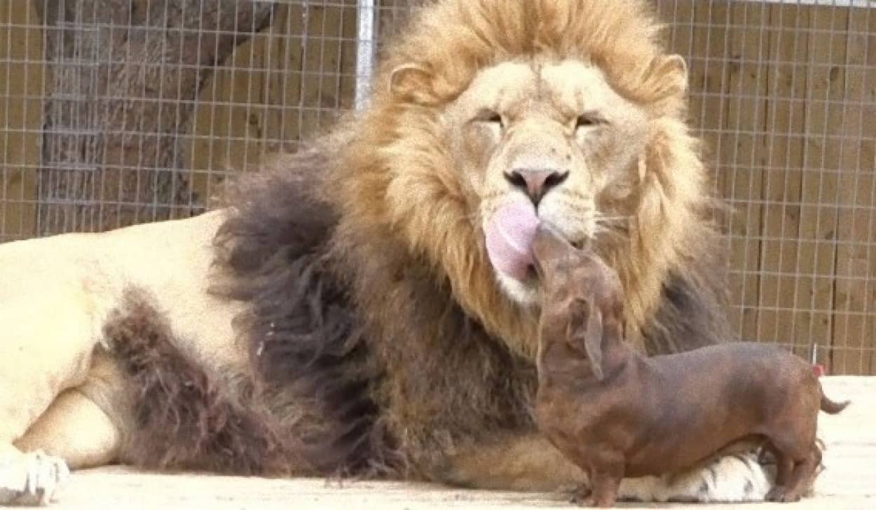 ライオンの口の中をペロペロできるのはダックスフント犬のミロさんだけ カラパイア ライオンの口の中をペロペロできるのはダックスフント犬のミロさんだけ カラパイア
