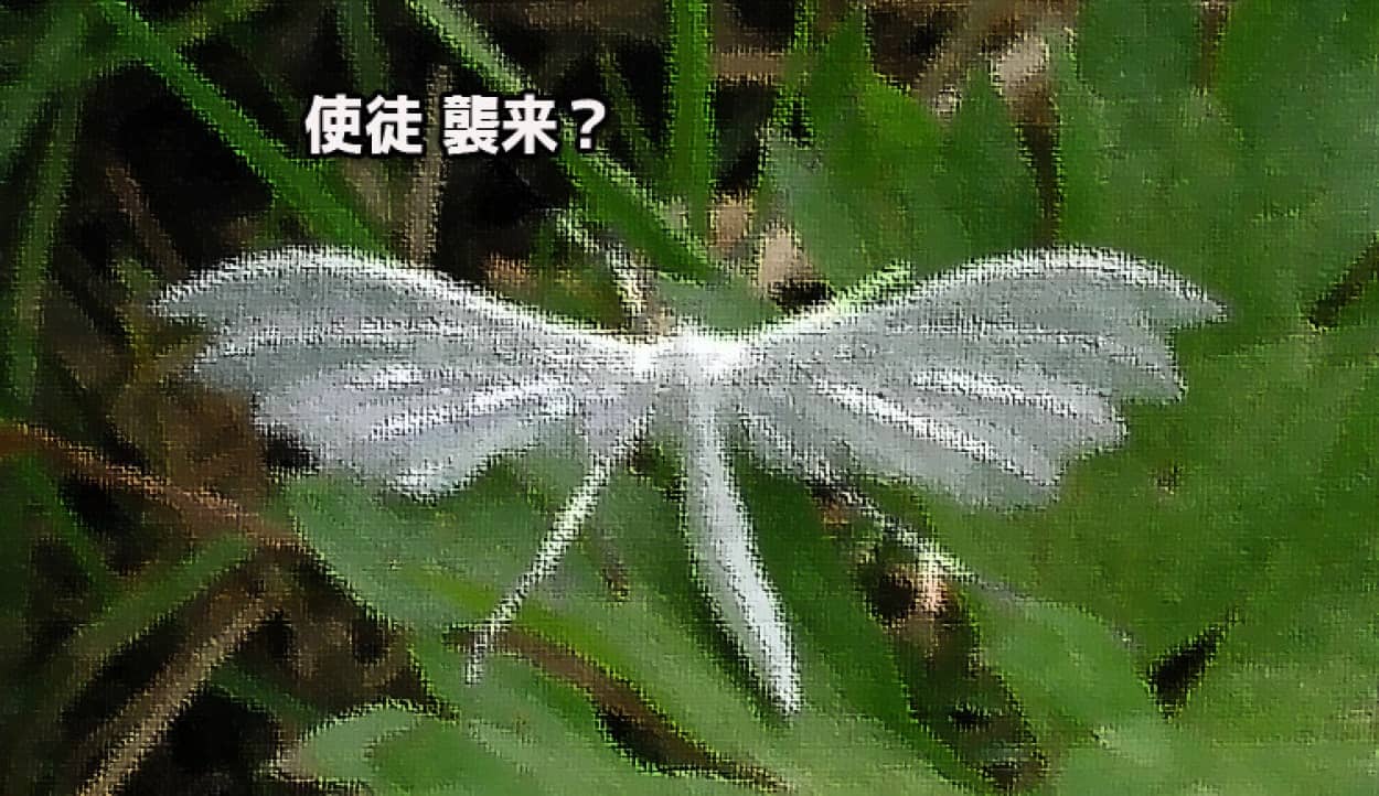 緑草に舞い降りた使徒 真っ白な体で羽毛のような美しいハネをもつ蛾 ホワイトプルームモス 昆虫注意 カラパイア 緑草に舞い降りた使徒 真っ白な体で羽毛のような美しいハネをもつ蛾 ホワイトプルームモス 昆虫注意 カラパイア