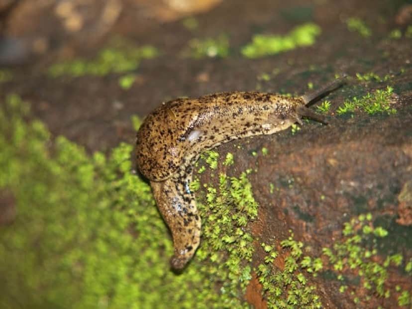 ハワイで人間の脳に侵入する寄生虫の感染者を確認 保健局が注意喚起 カラパイア