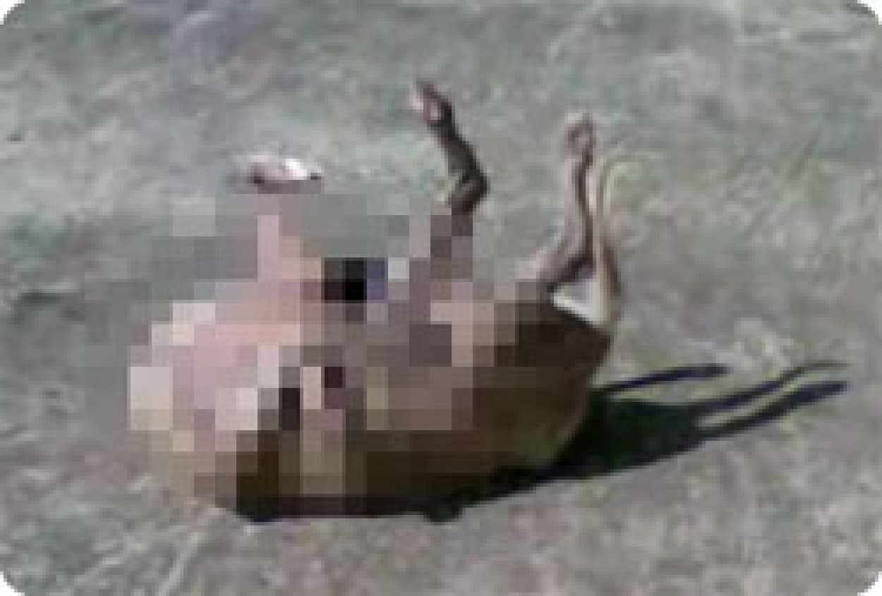 恐怖 首なし犬の実態は カラパイア