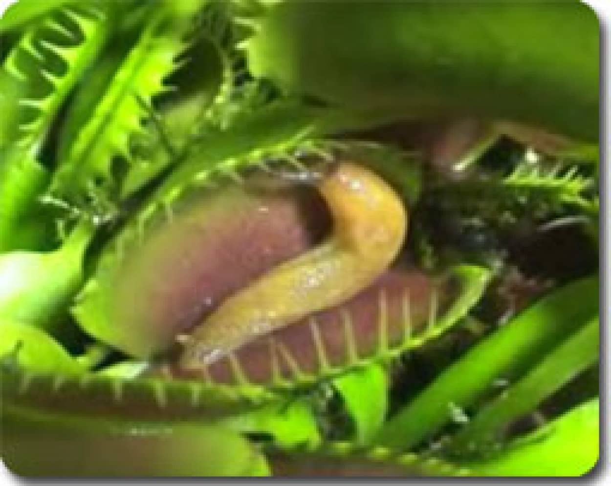 食虫