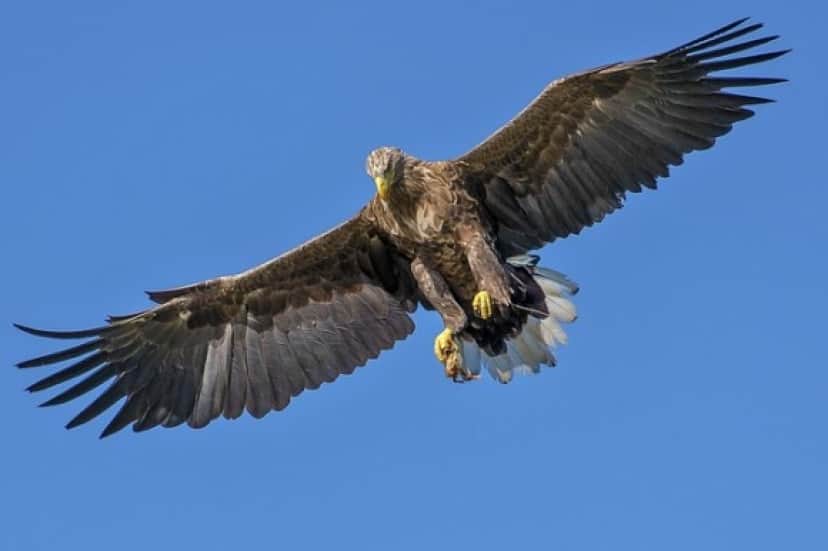 eagle-1753002_640_e