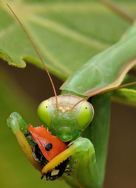 獲物をくわえてドヤ顔のカマキリたちの画像特集 カラパイア