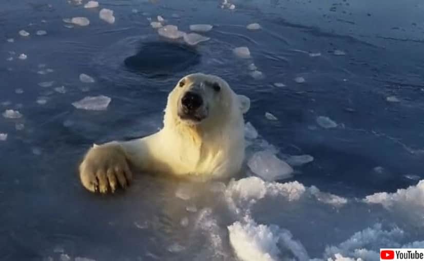 なんだ なんだなんだ ザクザクと海氷を割りながらドローンを追いかけるシロクマ カラパイア