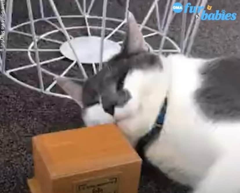 cat3_e